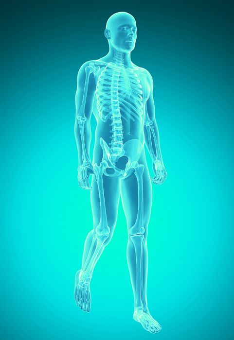 grafische Darstellung Körper als Skelett