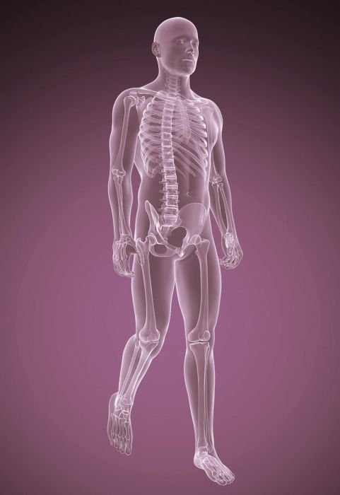 grafische Darstellung Körper als Skelett